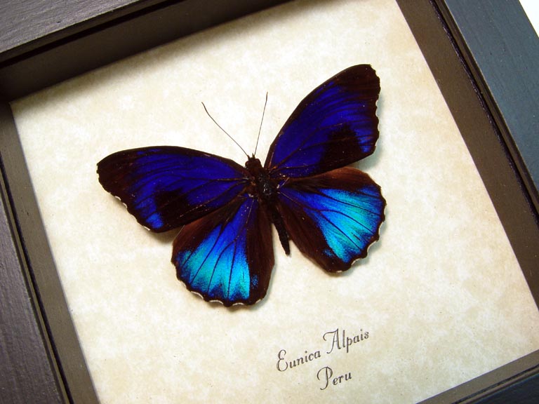 Real Framed Butterfly Eunica alpais Electric Blue Butterfly
