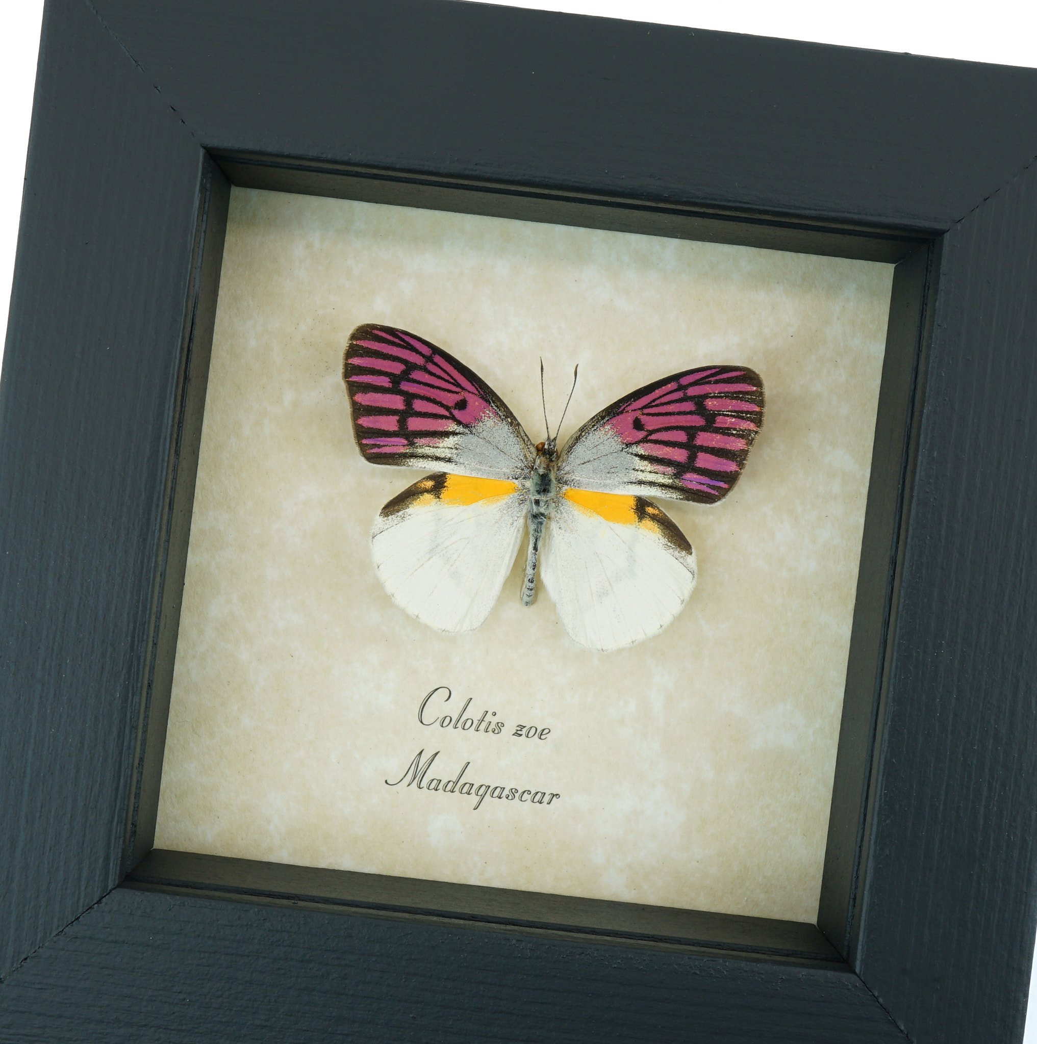 Rare Colotis zoe Butterfly Purple Fuchsia Madagascar Forest Butterfly