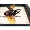 Xylotrupes gideon Rhino Beetle Framed Taxidermy Display