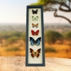 African Butterfly Collection Real Framed Butterflies Taxidermy Display