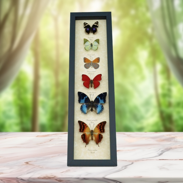 African Butterfly Collection Real Framed Butterflies Taxidermy Display