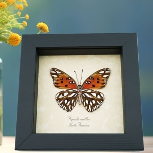 Agraulis vanillae verso Gulf Fritillary Passion Butterfly Framed Taxidermy Display