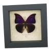 Anaea Tyrianthina Male Purple Butterfly Framed Taxidermy Display