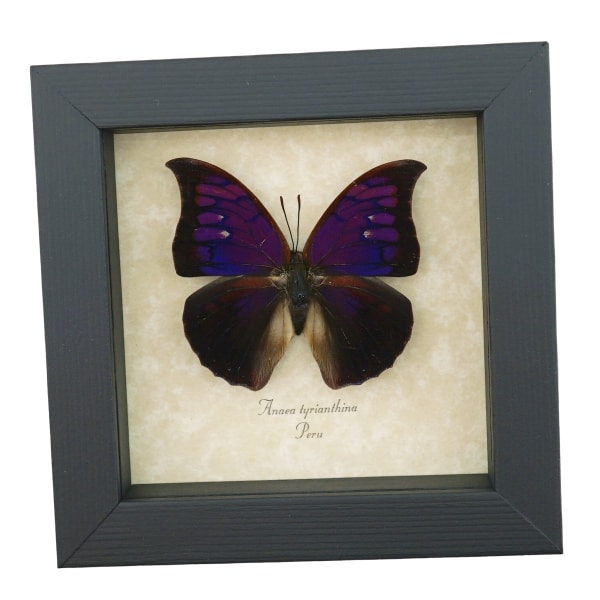 Anaea Tyrianthina Male Purple Butterfly Framed Taxidermy Display