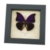 Anaea Tyrianthina Male Purple Butterfly Framed Taxidermy Display