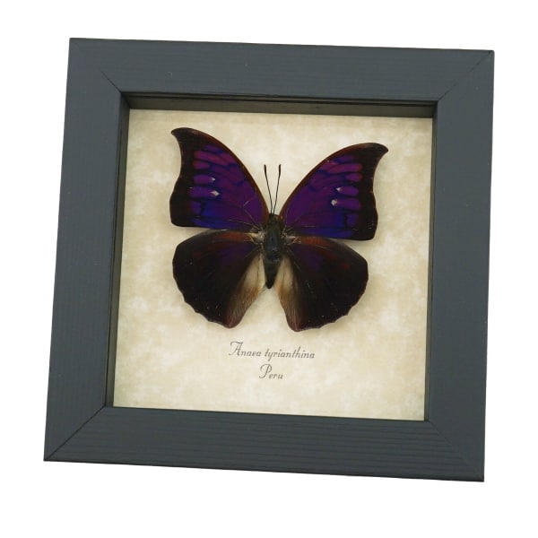 Anaea Tyrianthina Male Purple Butterfly Framed Taxidermy Display