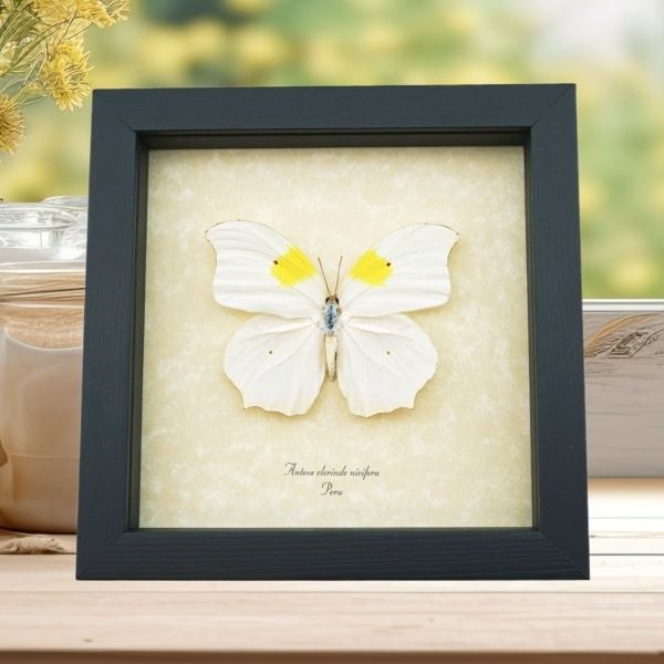 Anteos Clorinde White Angled Sulphur Butterfly Framed Taxidermy Display