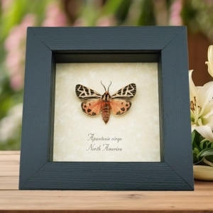 Real Framed Pink Virgin Tiger Moth Apantesis virgo Taxidermy Display