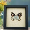 Apatura Mimathyma schrenckii Framed Aqua Blue Butterfly Taxidermy Display