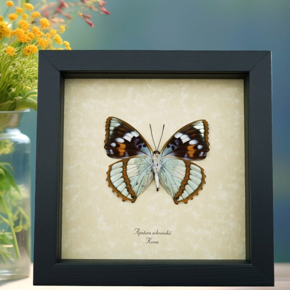 Apatura Mimathyma schrenckii Framed Aqua Blue Butterfly Taxidermy Display