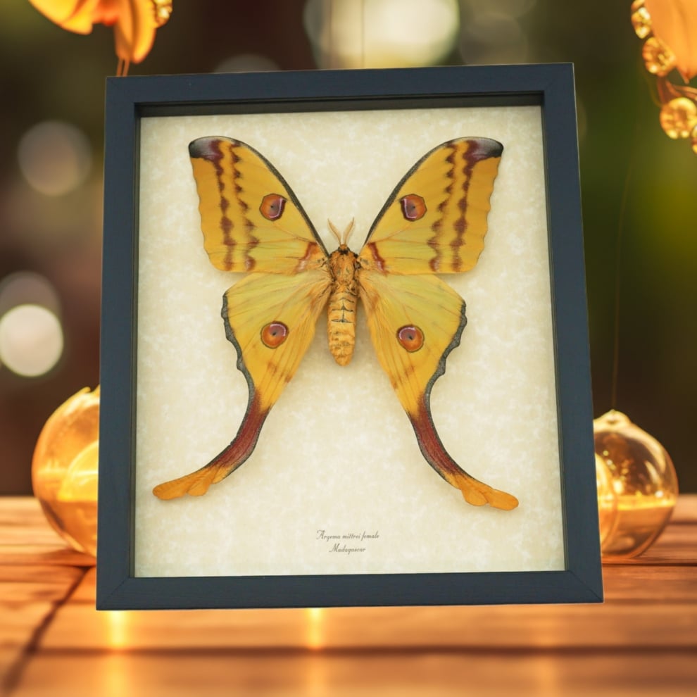 Argema Mittrei female Comet Moth XL 5 1/2 inch Wingspan Framed Moon Comet Moth Taxidermy