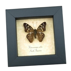 Asterocampa celtis Hackberry Emperor Butterfly Framed Taxidermy Display