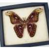 Snake Head Moth Real Framed Attacus Atlas Male Taxidermy Display