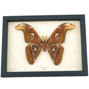 Real Snake Head Moth Attacus Atlas Male Large Framed Taxidermy Display