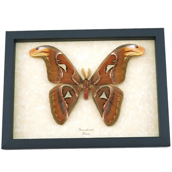 Real Snake Head Moth Attacus Atlas Male Large Framed Taxidermy Display