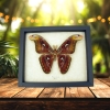 Snake Head Moth Real Framed Attacus Atlas Male Taxidermy Display
