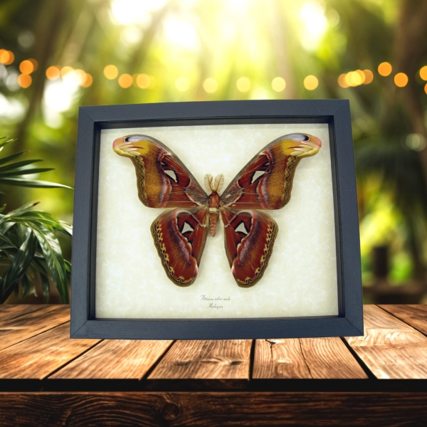 Snake Head Moth Real Framed Attacus Atlas Male Taxidermy Display