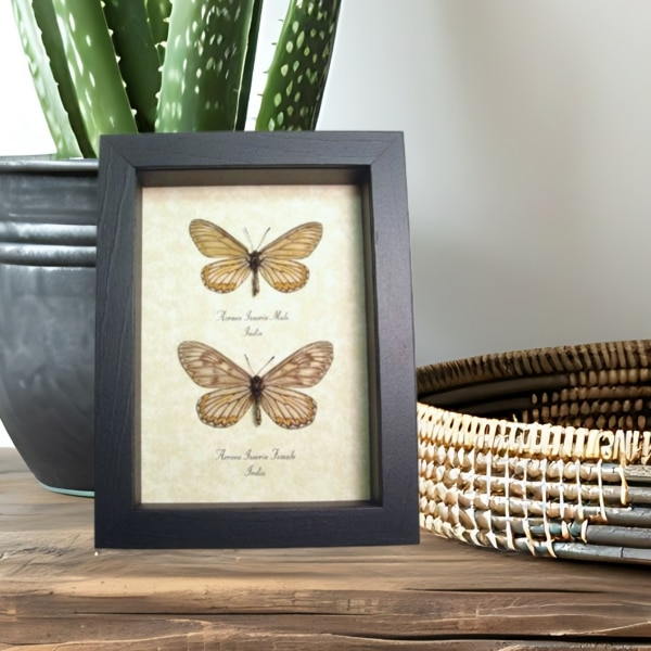 Acraea issoria Pair Butterfly Framed Basket Weave Butterflies Taxidermy Display