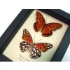 Agraulis vanillae Pair Gulf Fritillary Passion Butterflies Framed Taxidermy Display