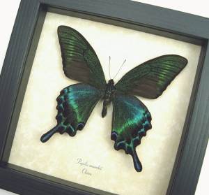 Real Framed Green Swallowtail Butterfly Taxidermy Display