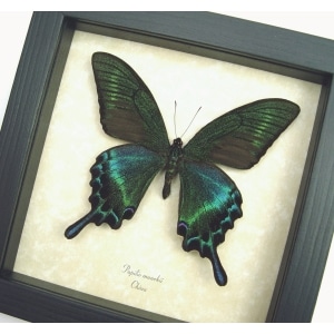 Real Framed Green Swallowtail Butterfly Taxidermy Display