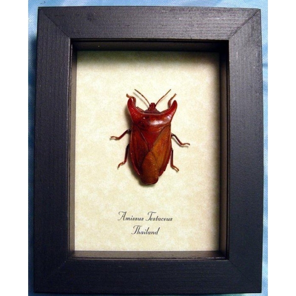Amissus testaceus Beetle Bull Horn Beetle Framed Taxidermy Display Amissus testaceus Beetle Bull Horn Beetle Framed Taxidermy Display