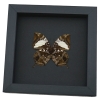 Anaea clytemnestra verso Leaf Mimic Butterfly Framed Taxidermy Moonlight Display