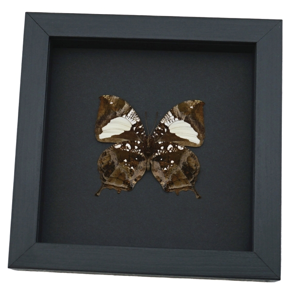 Anaea clytemnestra verso Leaf Mimic Butterfly Framed Taxidermy Moonlight Display