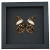 Anaea clytemnestra verso Leaf Mimic Butterfly Framed Taxidermy Moonlight Display