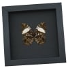 Anaea clytemnestra verso Leaf Mimic Butterfly Framed Taxidermy Moonlight Display