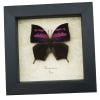 Real Pink Framed Butterfly Anaea nessus Taxidermy Display