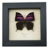 Real Pink Framed Butterfly Anaea nessus Taxidermy Display