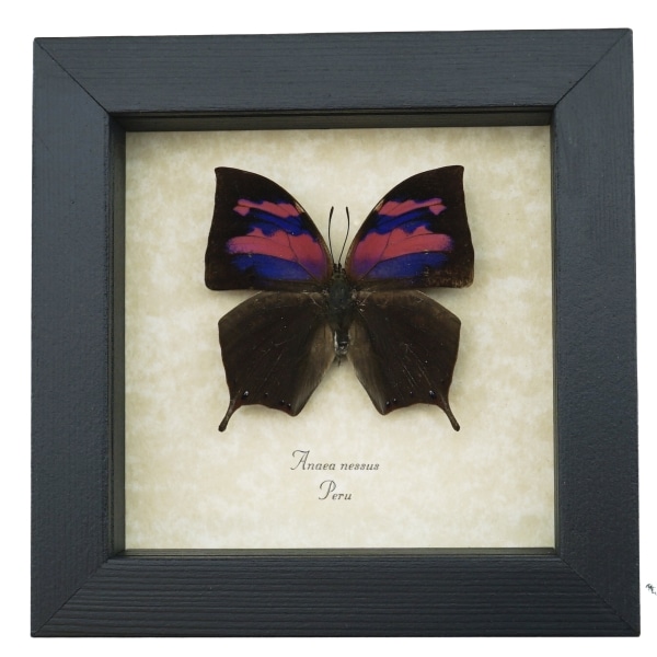 Real Pink Framed Butterfly Anaea nessus Taxidermy Display