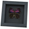 Real Pink Framed Butterfly Anaea nessus Taxidermy Moonlight Display