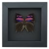 Real Pink Framed Butterfly Anaea nessus Taxidermy Moonlight Display