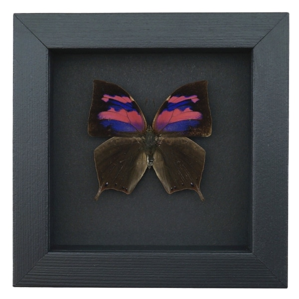 Real Pink Framed Butterfly Anaea nessus Taxidermy Moonlight Display