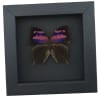Real Pink Framed Butterfly Anaea nessus Taxidermy Moonlight Display