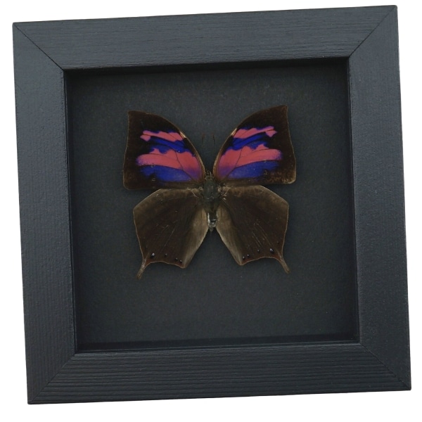Real Pink Framed Butterfly Anaea nessus Taxidermy Moonlight Display