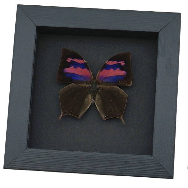 Real Pink Framed Butterfly Anaea nessus Taxidermy Moonlight Display