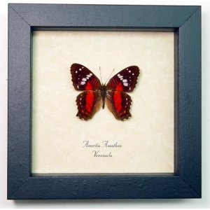 Anartia amathea Red Scarlet Peacock Butterfly Framed Taxidermy Display