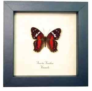 Red Scarlet Peacock Butterfly Anartia amathea Framed Taxidermy Display