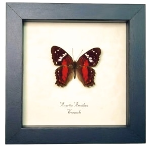 Red Scarlet Peacock Butterfly Anartia amathea Framed Taxidermy Display