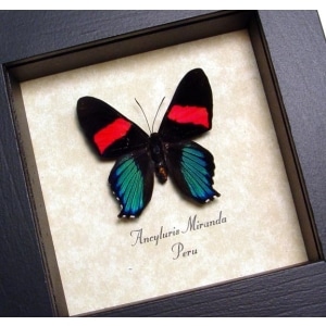 Ancyluris Miranda Frilled Majestic Butterfly Framed Taxidermy