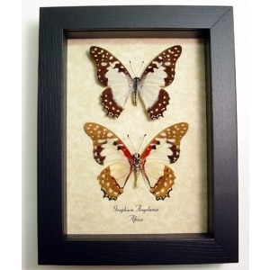 Graphium angolanus Pair Angola White Lady African Framed Butterfly Taxidermy