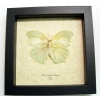 Anteos chlorinde Verso Butterfly White Angled Sulphur Framed Taxidermy Display