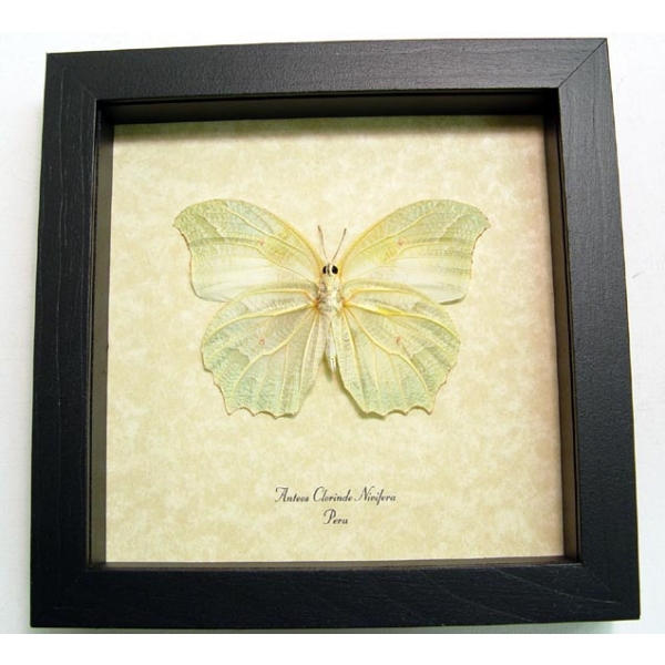 Anteos chlorinde Verso Butterfly White Angled Sulphur Framed Taxidermy Display