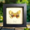 Silk Moth Automeris Io Real Framed Taxidermy Display