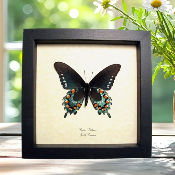 Pipevine Swallowtail Butterfly Battus philenor Verso Framed Taxidermy Display