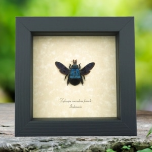 Xylocopa caerulea Female Blue Carpenter Bee Framed Insect Taxidermy Display