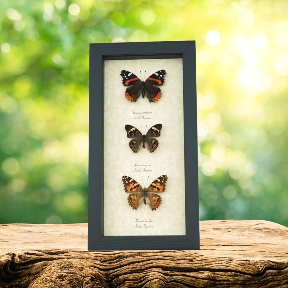 Real Framed Butterfly Collection North American Brush footed Butterflies Taxidermy Display Real Framed Butterfly Collection North American Brush footed Butterflies Taxidermy Display